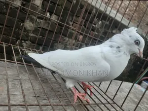 নাজরা কালদম চুইঠাল মাদি ৬পর এর