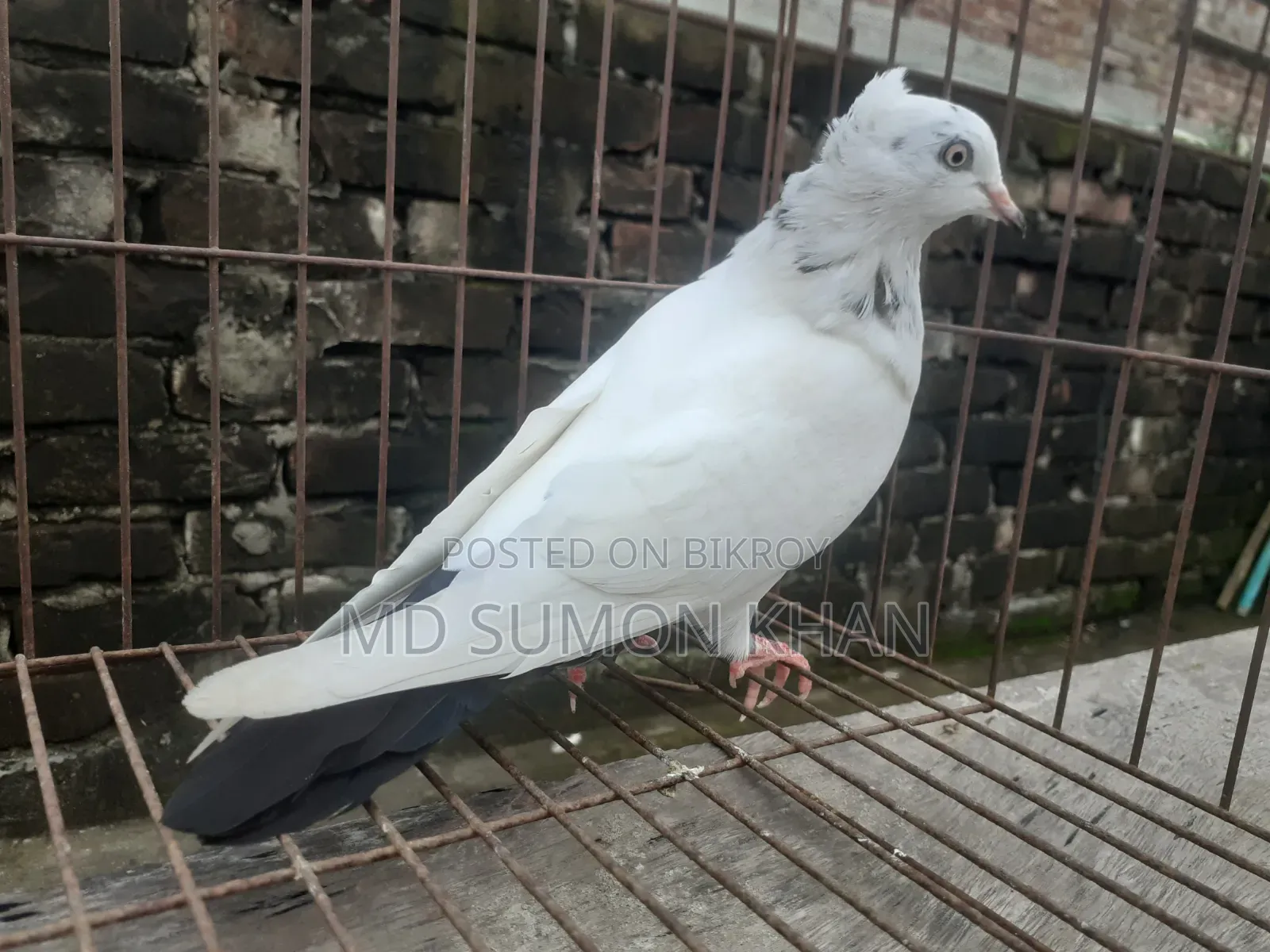 নাজরা কালদম চুইঠাল মাদি ৬পর এর