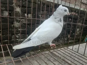 নাজরা কালদম চুইঠাল মাদি ৬পর এর