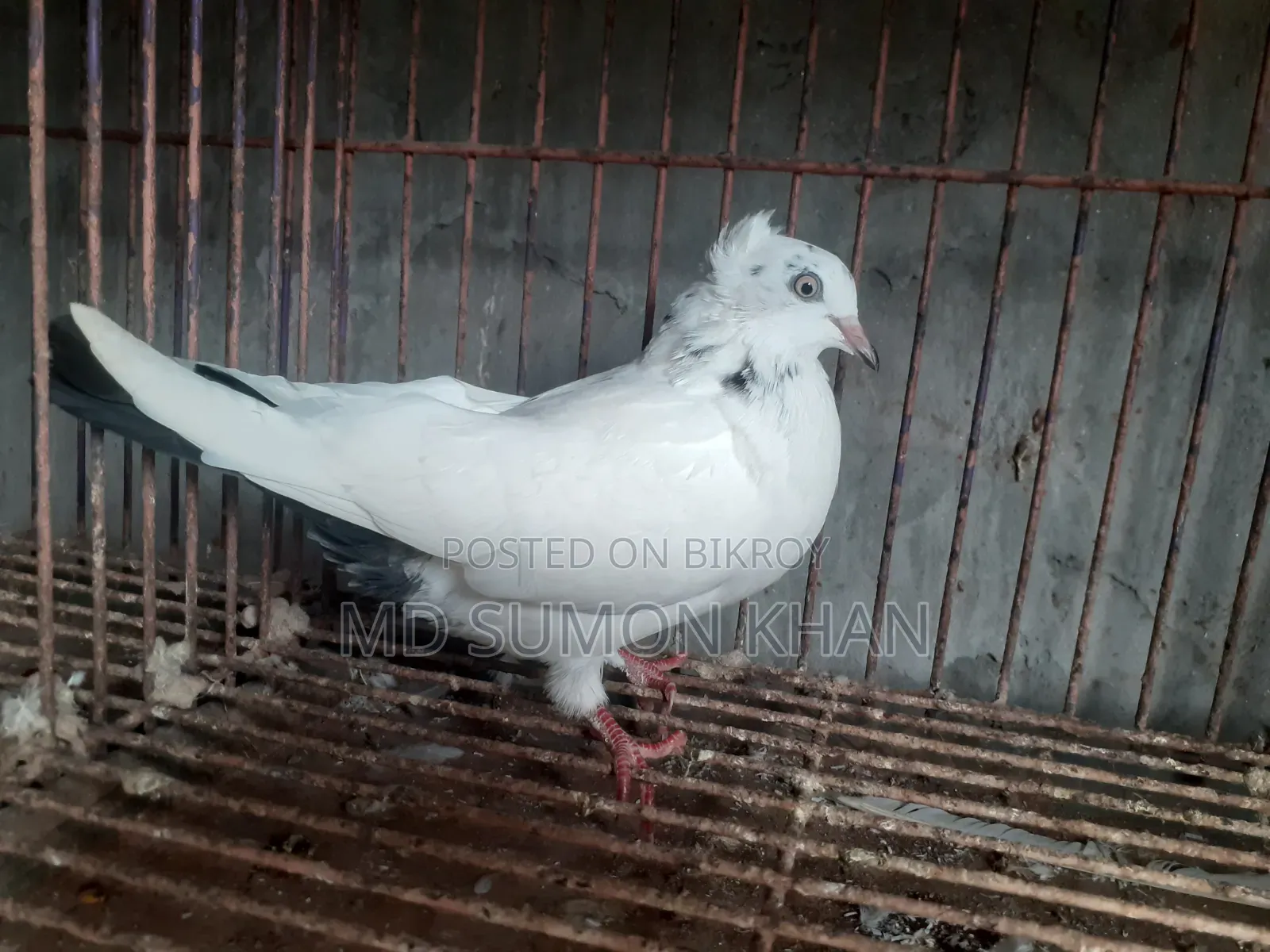 নাজরা কালদম চুইঠাল মাদি ৬পর এর