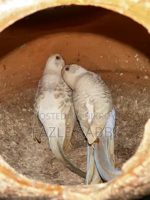 ফেলো রেড আই বাজারিগার মেল ফিমেল ১০০% রানিং পেয়ার