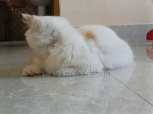 1+ Year Female Purebred Persian Cat