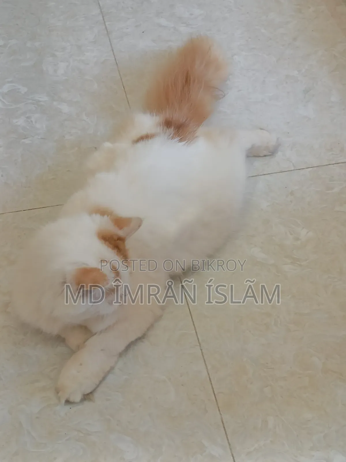 1+ Year Female Purebred Persian Cat
