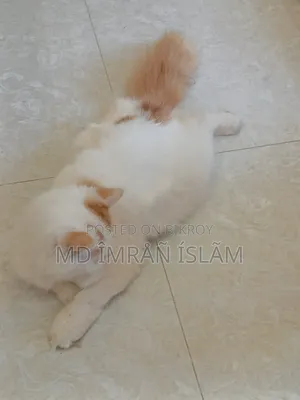 1+ Year Female Purebred Persian Cat