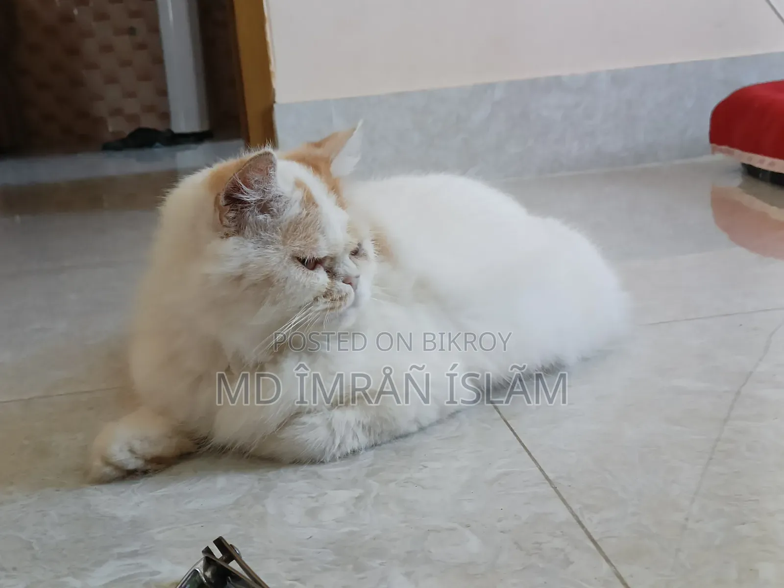 1+ Year Female Purebred Persian Cat