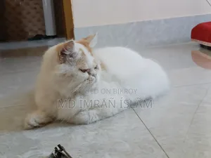 1+ Year Female Purebred Persian Cat