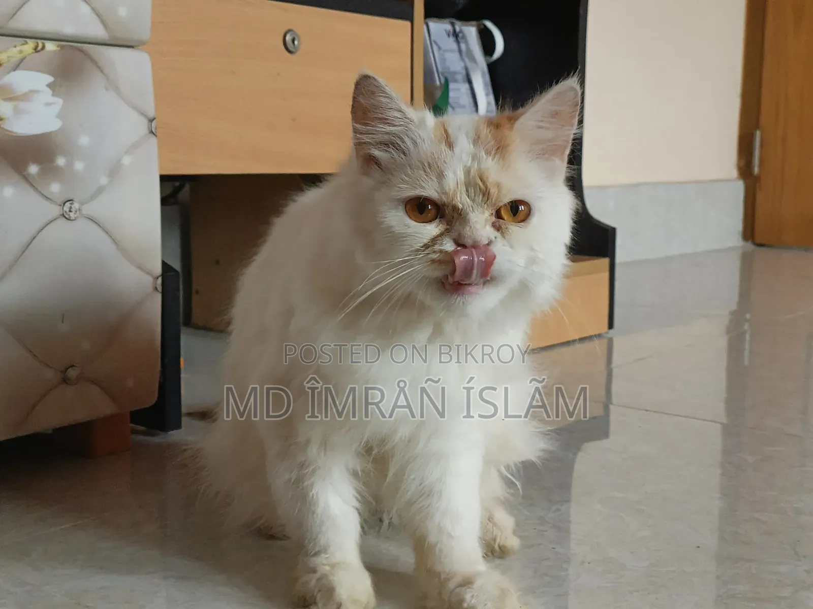 1+ Year Female Purebred Persian Cat