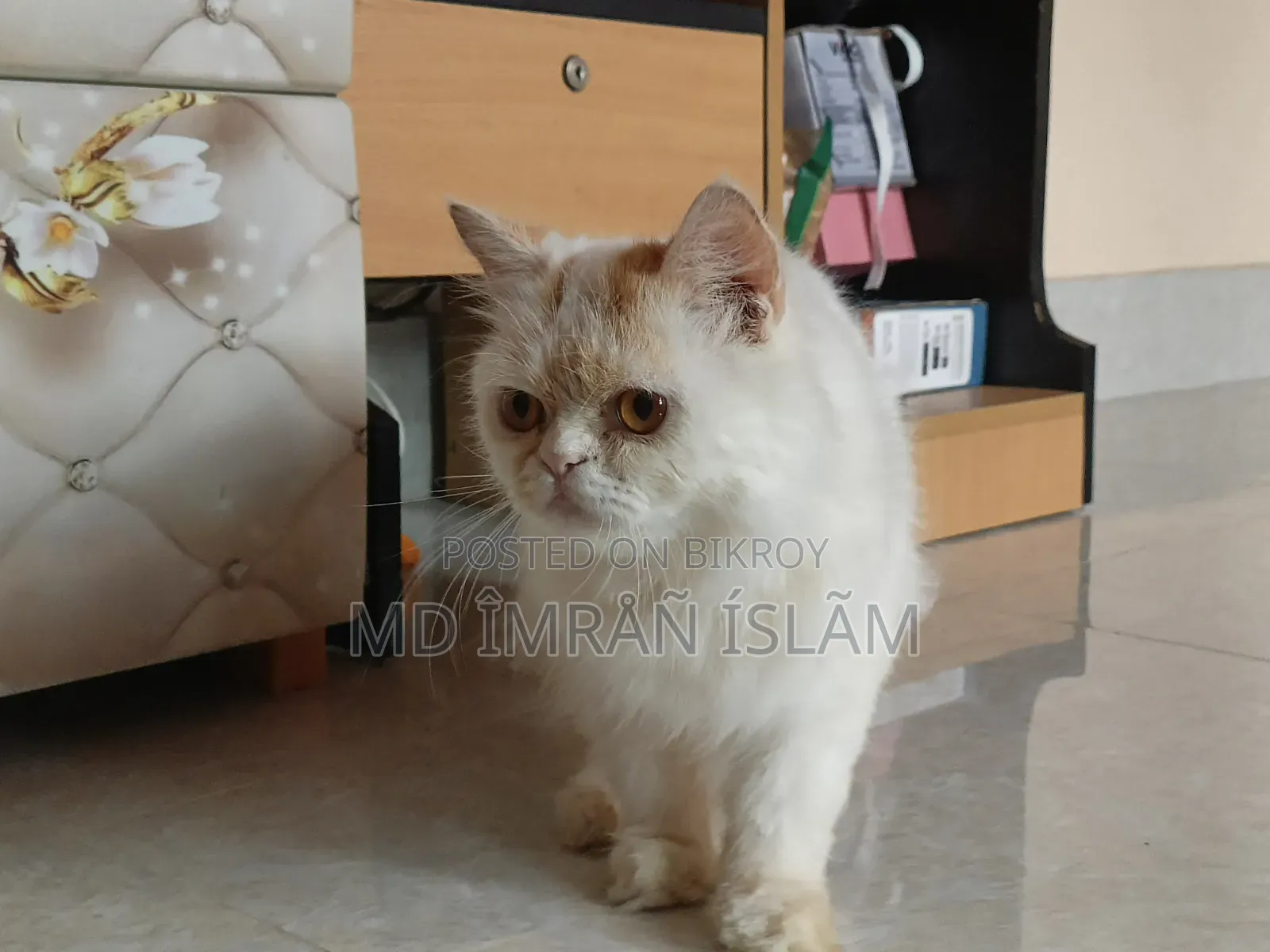 1+ Year Female Purebred Persian Cat