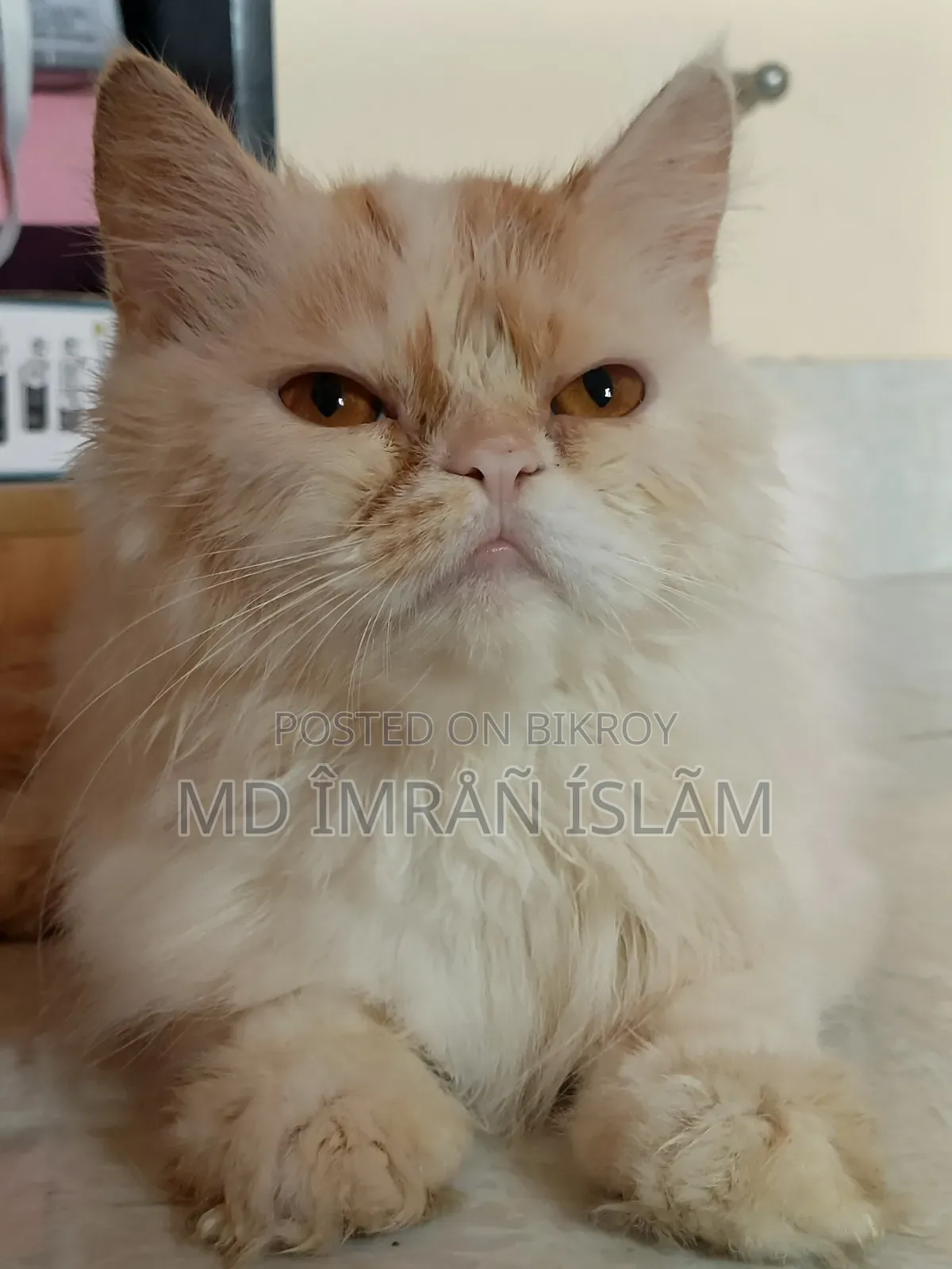1+ Year Female Purebred Persian Cat