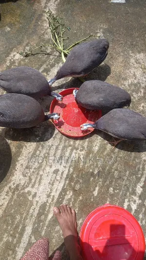 তিতির মুরুগ ডিম পারতেছে লোকেশন সিলেট