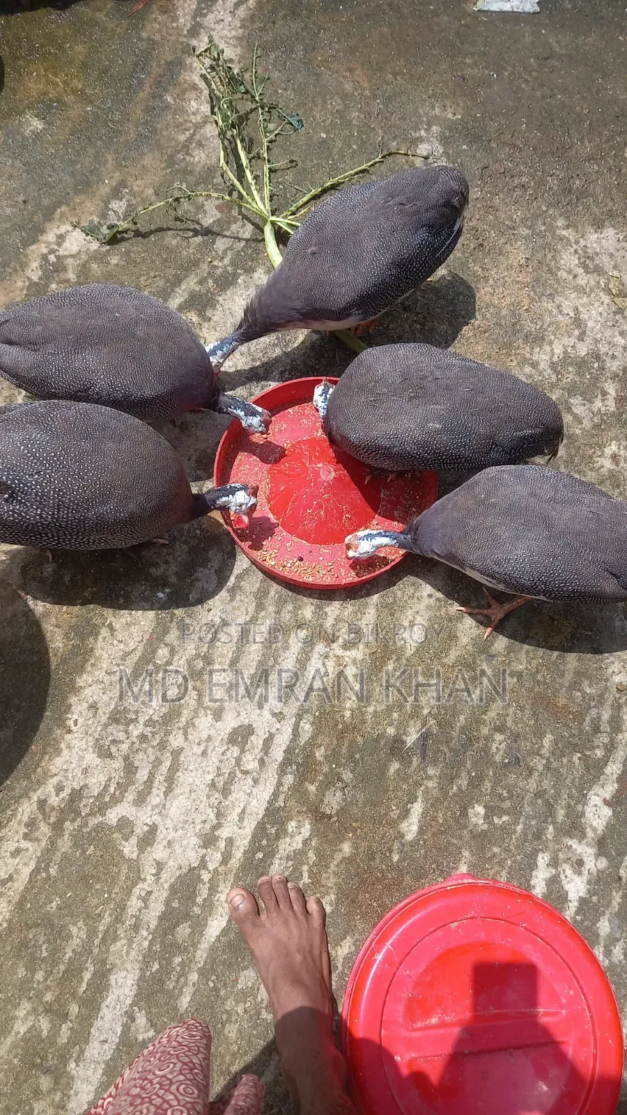 তিতির মুরুগ ডিম পারতেছে লোকেশন সিলেট