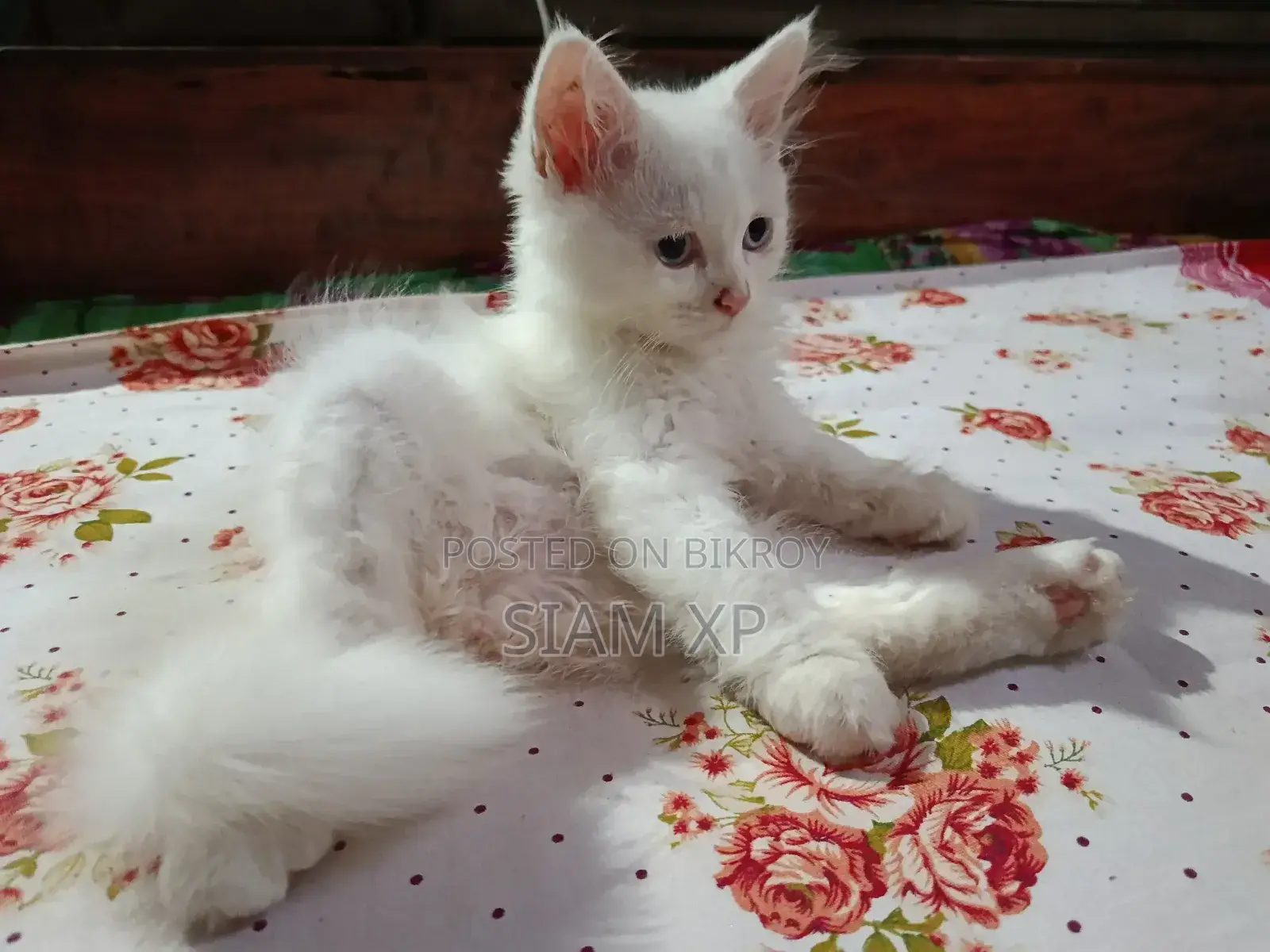 1-3 Months Female Purebred Persian
