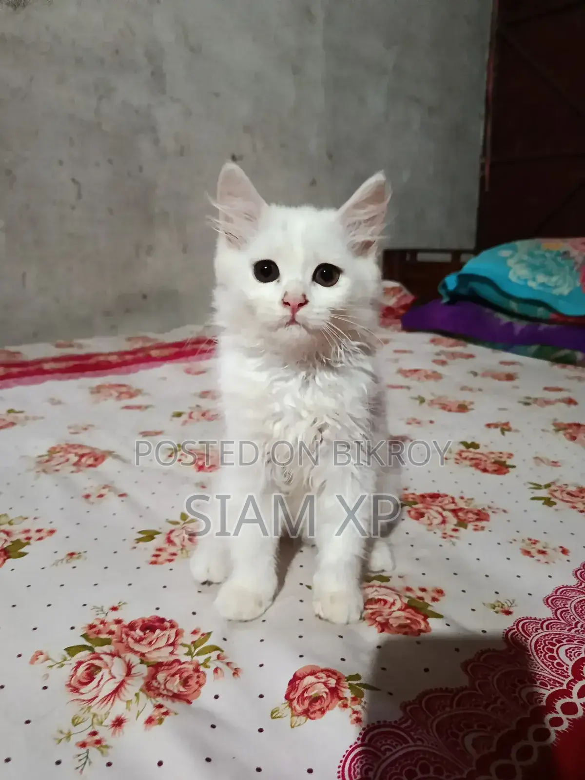 1-3 Months Female Purebred Persian