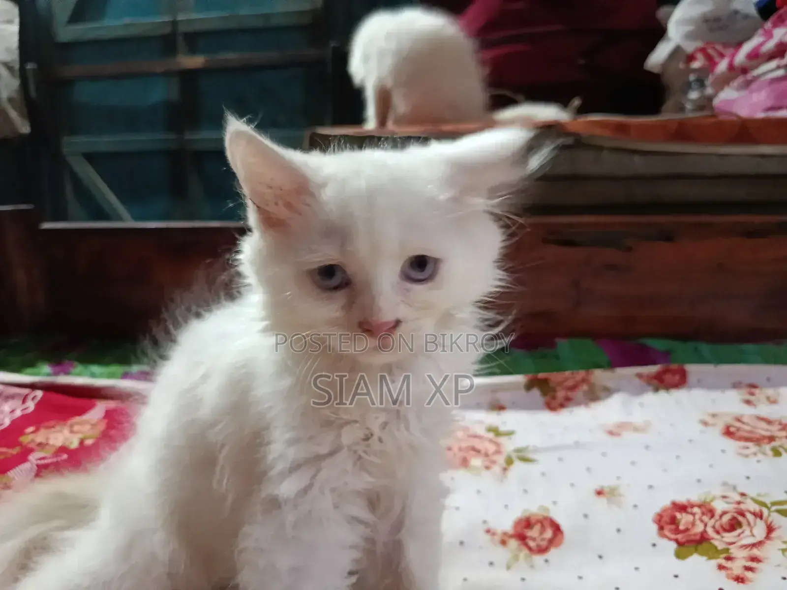 1-3 Months Female Purebred Persian