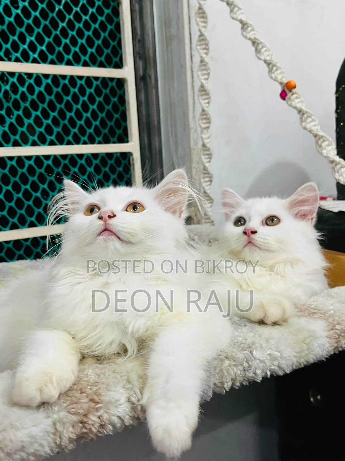 1-3 Months Female Purebred Persian