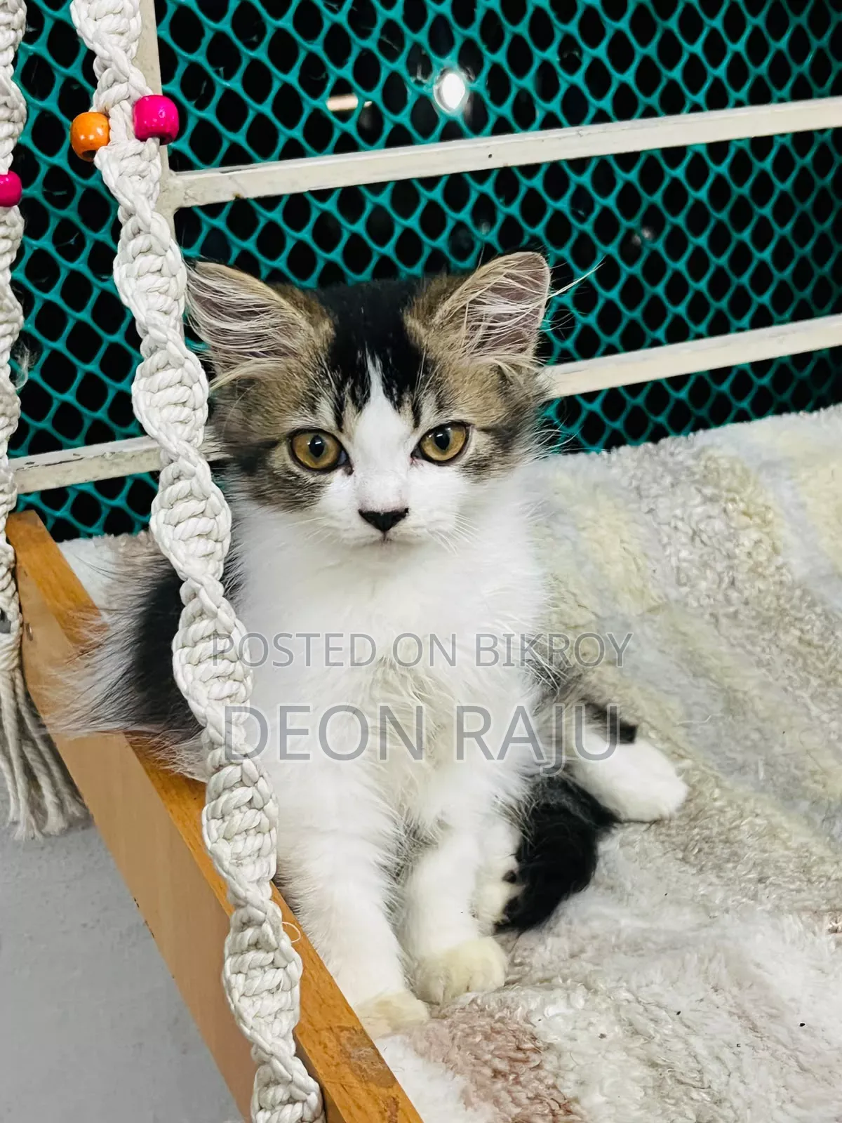 1-3 Months Female Purebred Persian