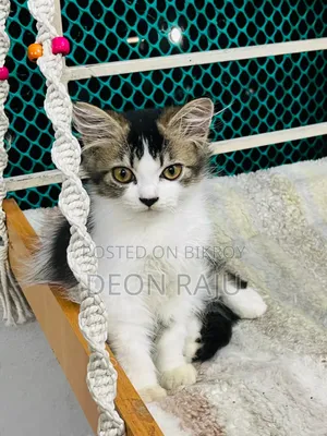 1-3 Months Female Purebred Persian
