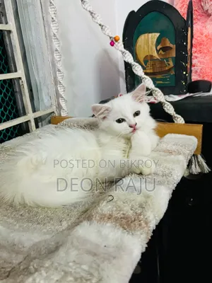 1-3 Months Female Purebred Persian
