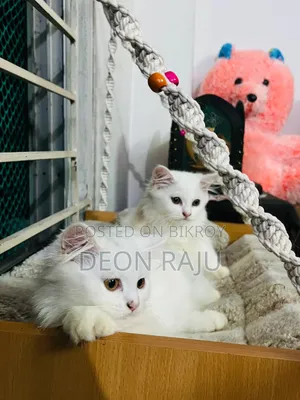1-3 Months Female Purebred Persian
