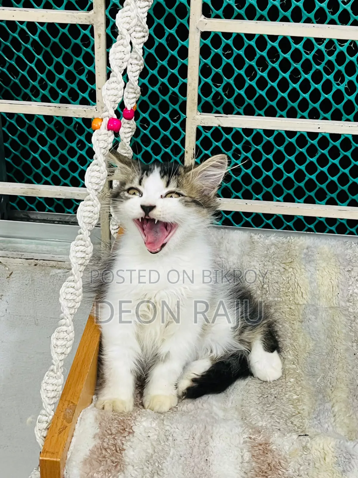 1-3 Months Female Purebred Persian