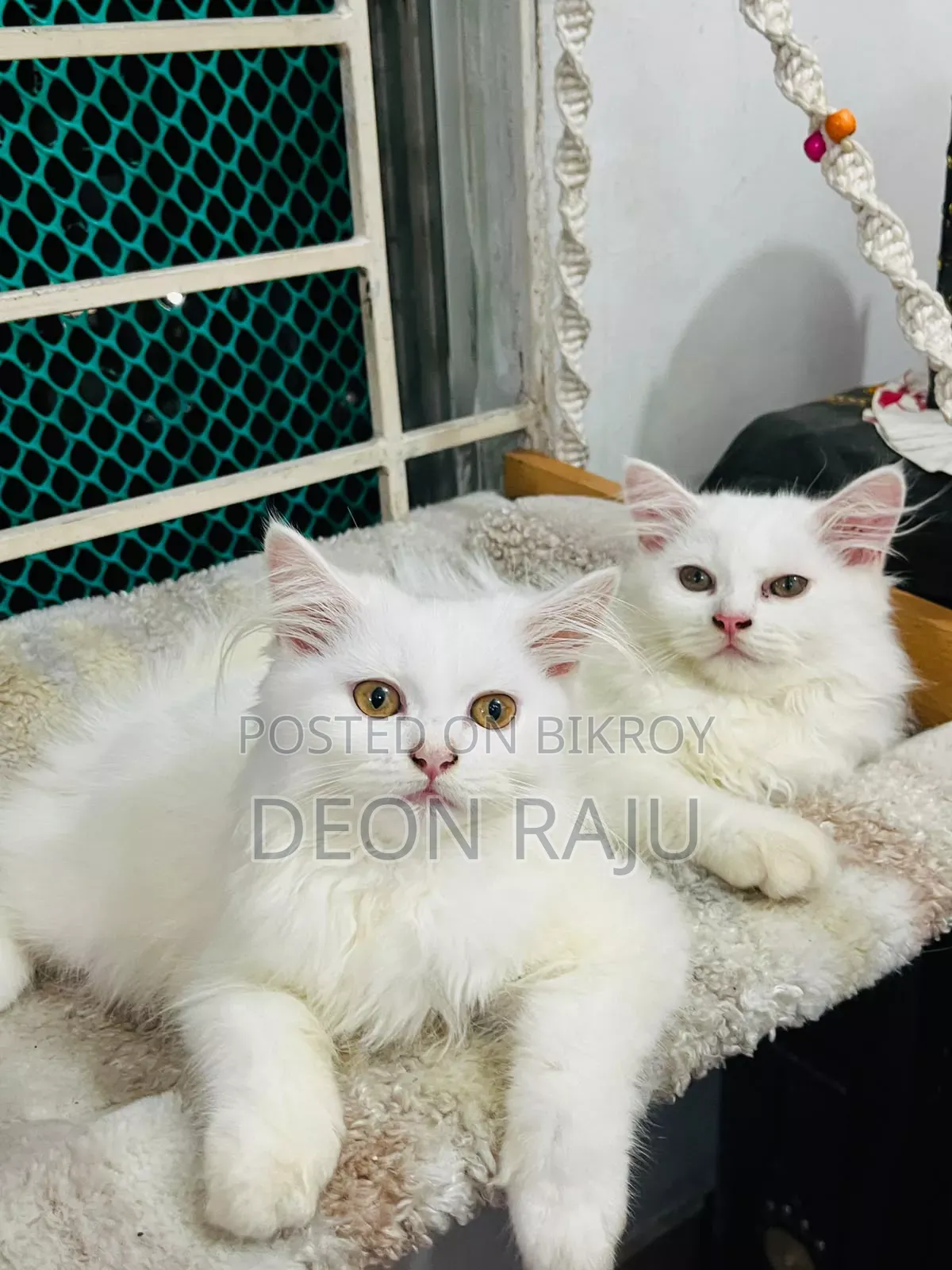 1-3 Months Female Purebred Persian