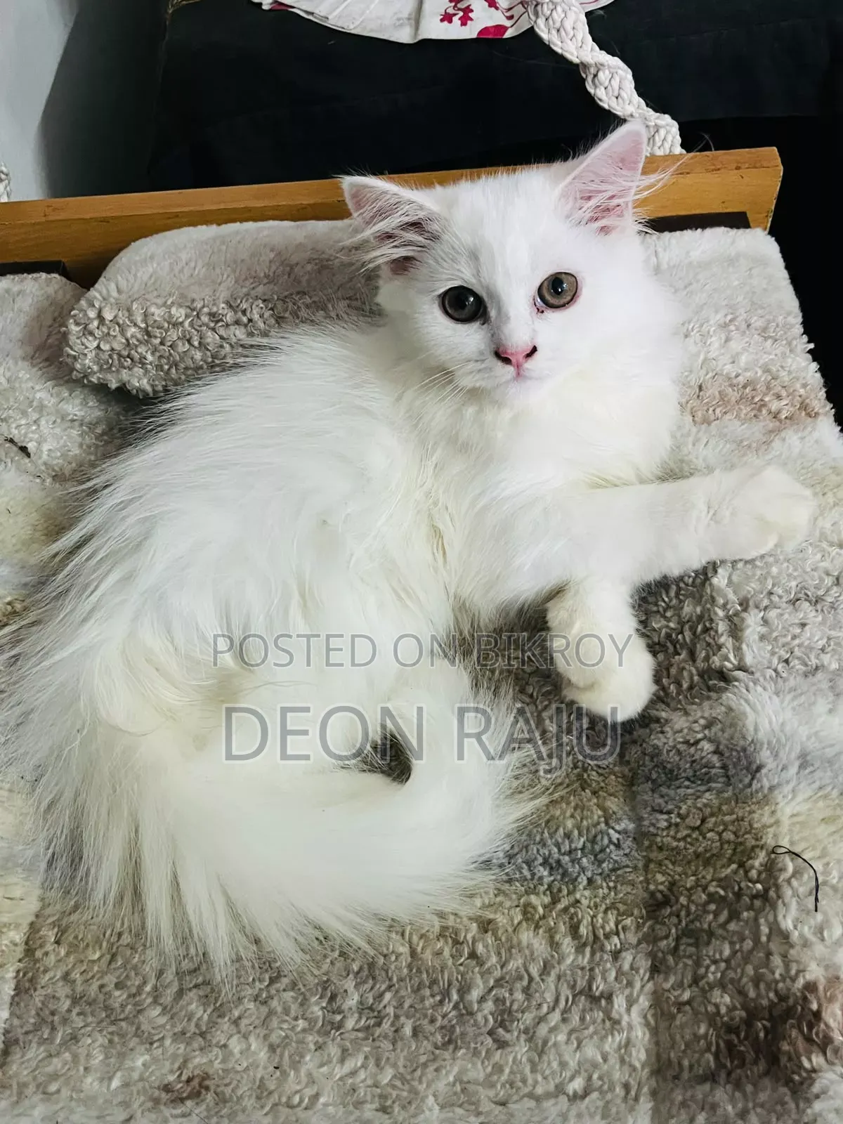 1-3 Months Female Purebred Persian