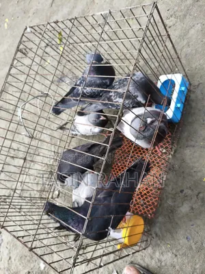 Racer Collection for Sale