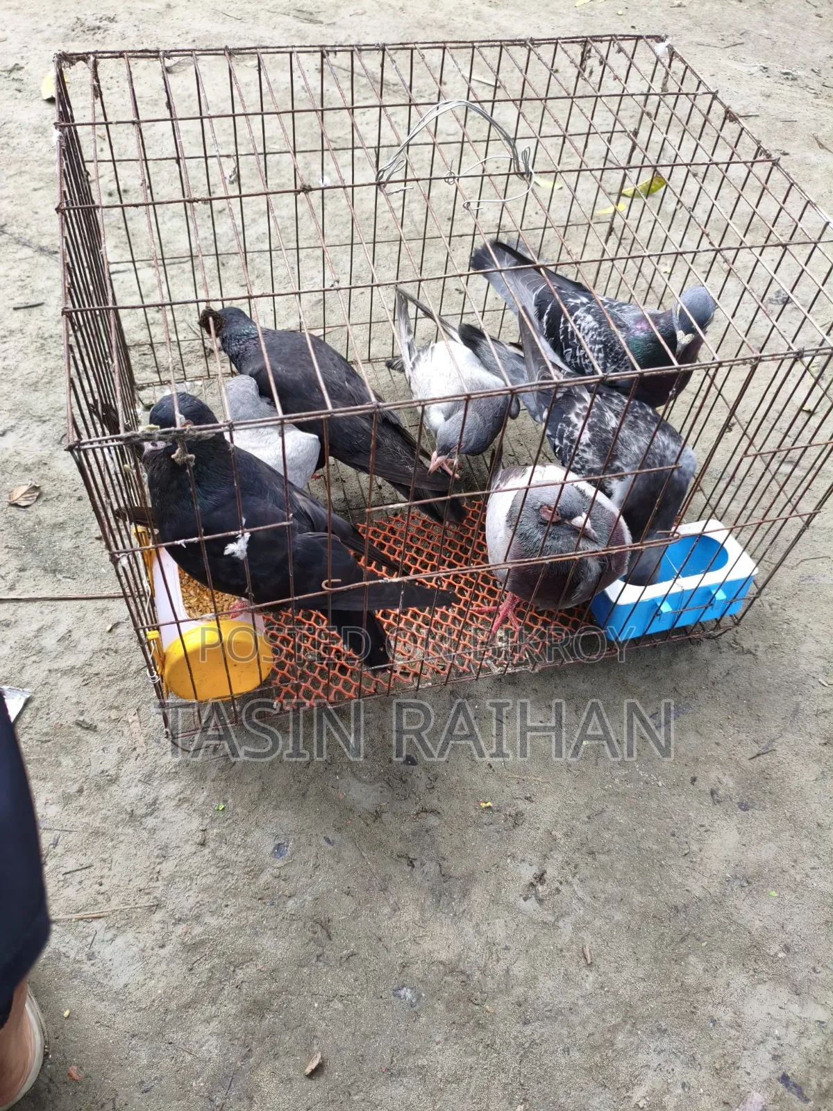 Racer Collection for Sale
