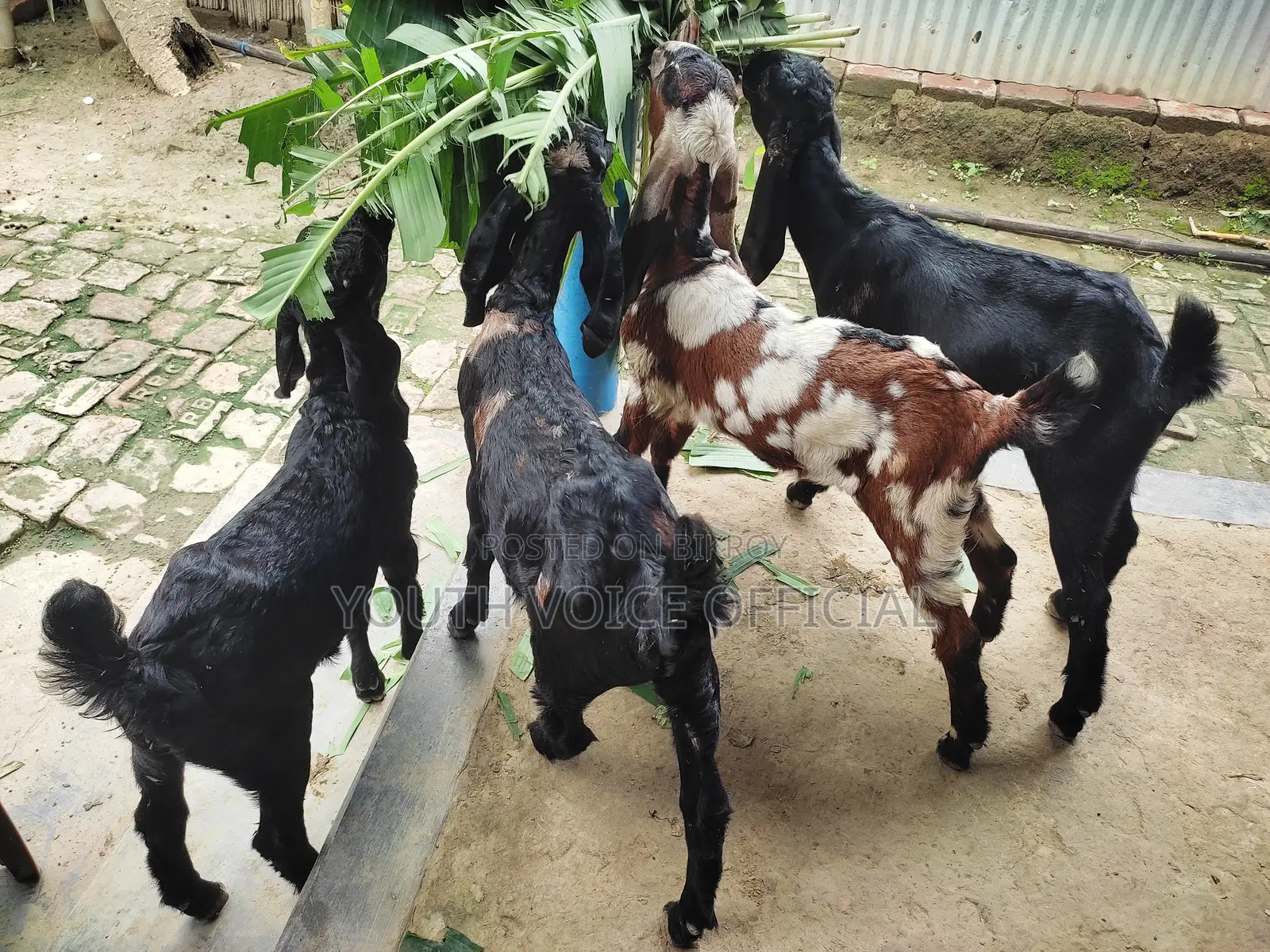 Totapuri Cross Goat