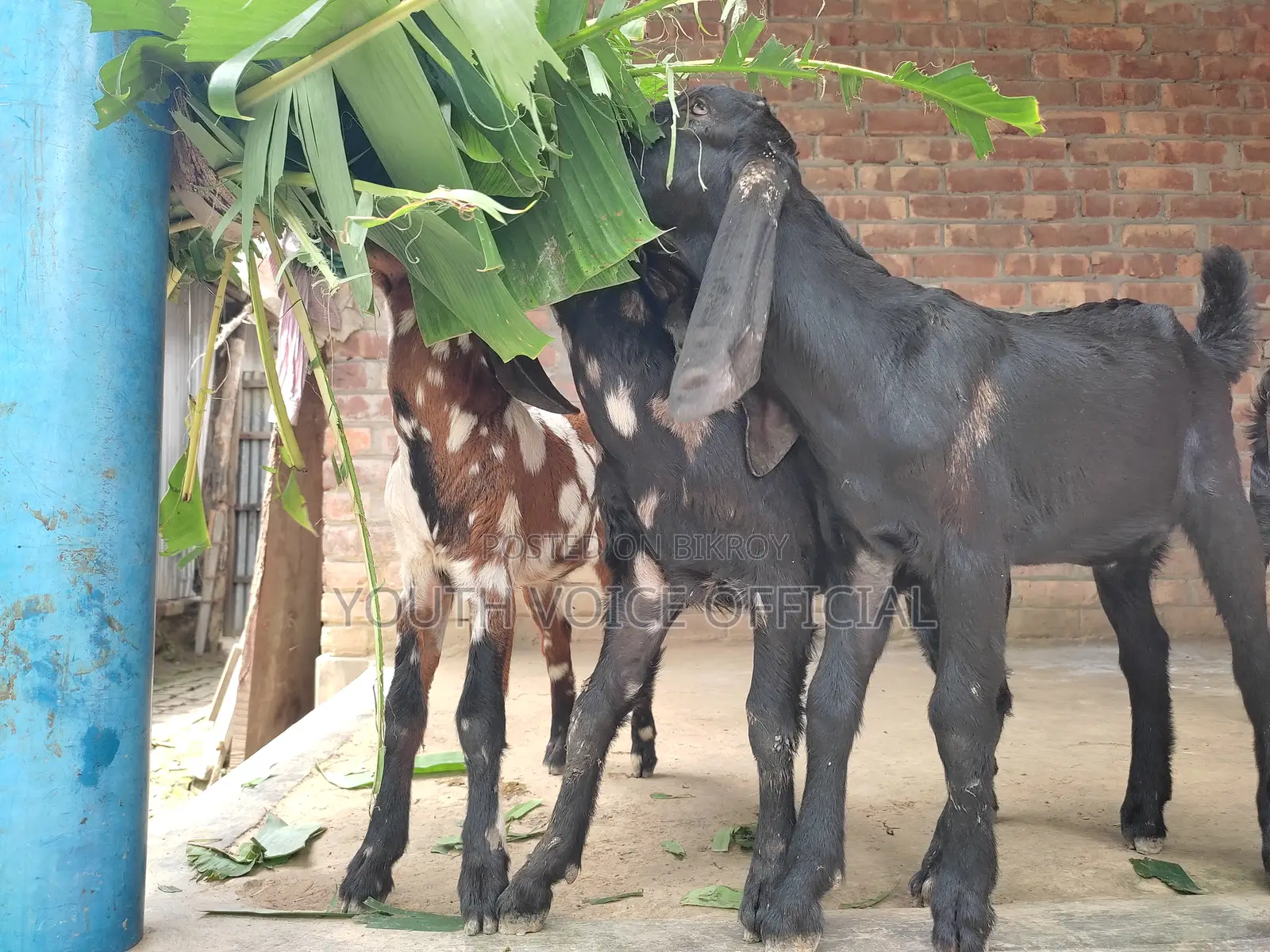 Totapuri Cross Goat