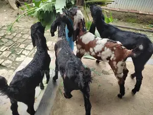 Totapuri Cross Goat