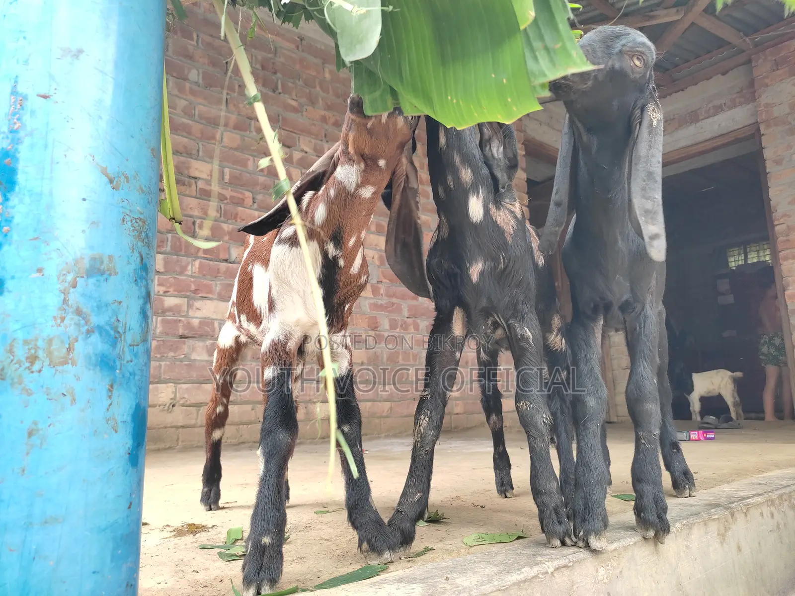 Totapuri Cross Goat
