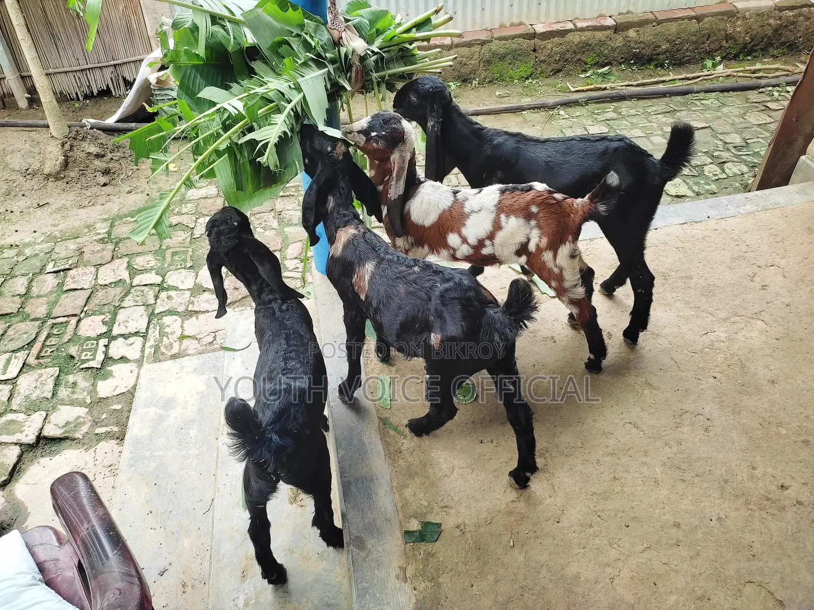Totapuri Cross Goat