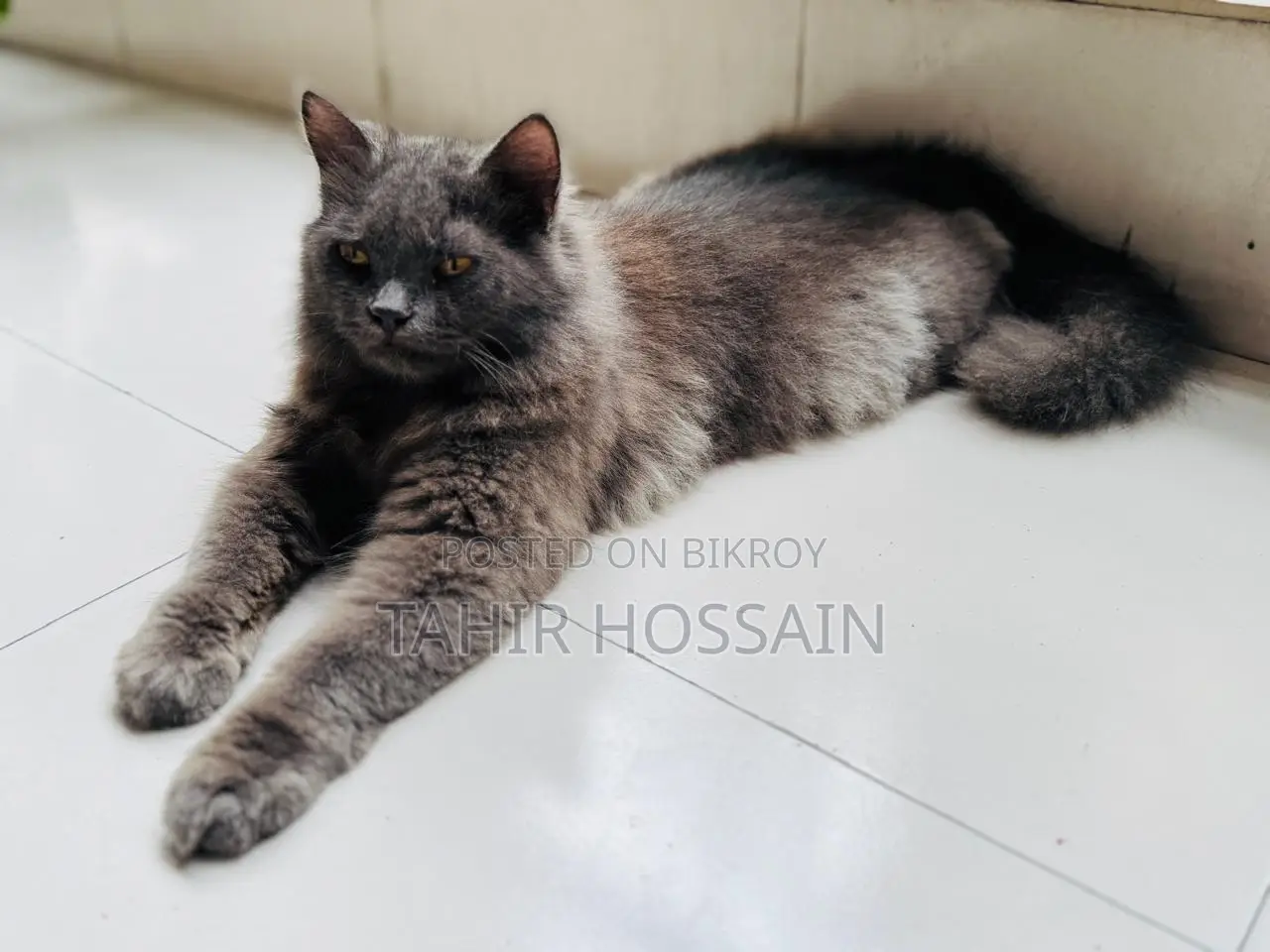 6-12 Months Female Purebred Persian