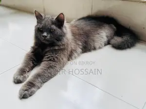 6-12 Months Female Purebred Persian