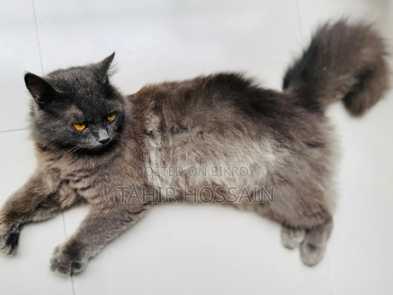 6-12 Months Female Purebred Persian