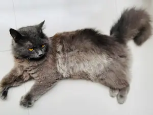 6-12 Months Female Purebred Persian