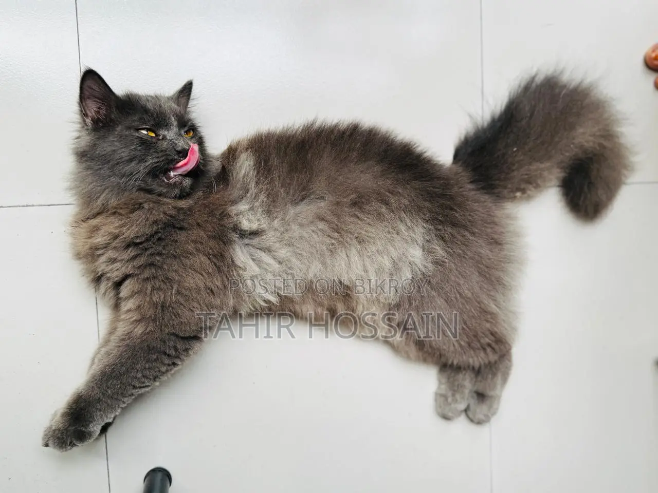 6-12 Months Female Purebred Persian