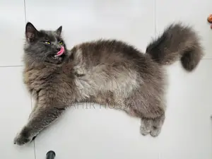 6-12 Months Female Purebred Persian