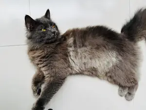 6-12 Months Female Purebred Persian
