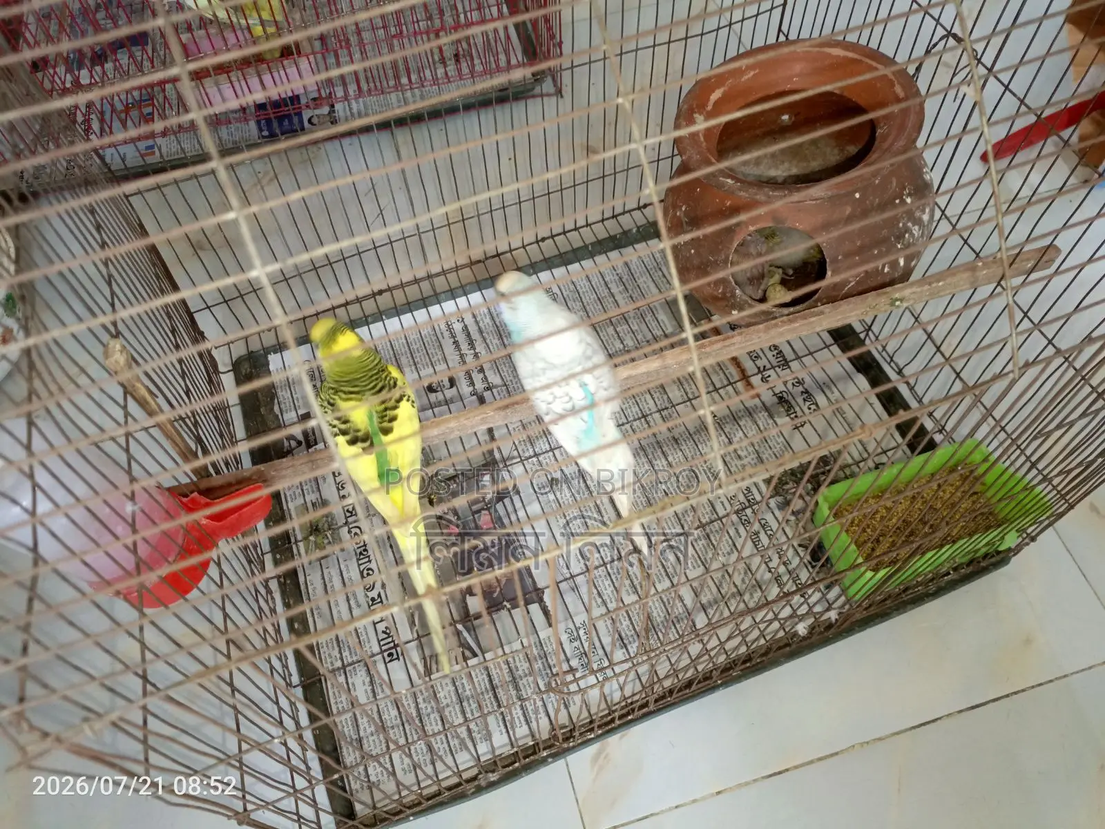 বেবি+খাঁচাসহ মাস্টার পেয়ার বিক্রি হবে