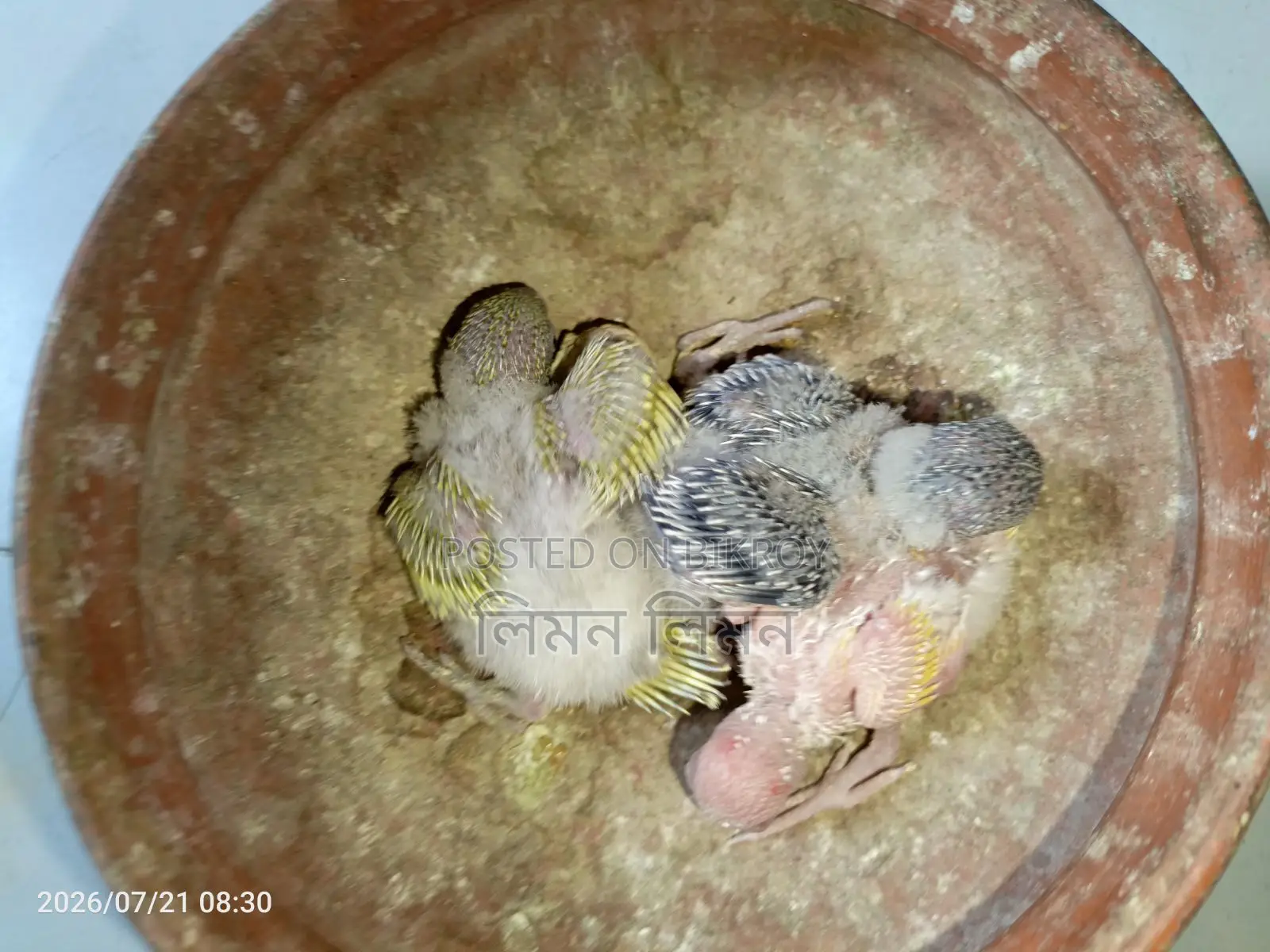 বেবি+খাঁচাসহ মাস্টার পেয়ার বিক্রি হবে