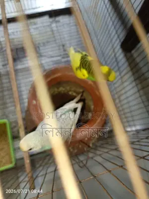 বেবি+খাঁচাসহ মাস্টার পেয়ার বিক্রি হবে