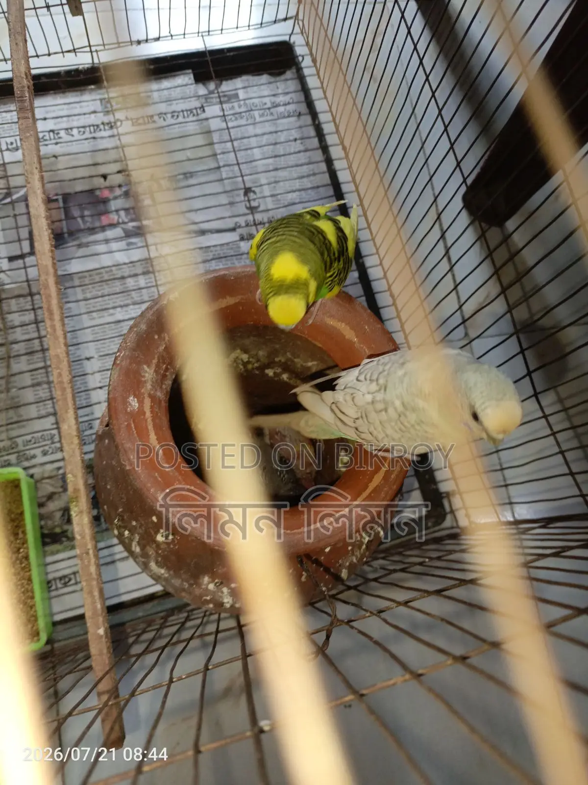 বেবি+খাঁচাসহ মাস্টার পেয়ার বিক্রি হবে