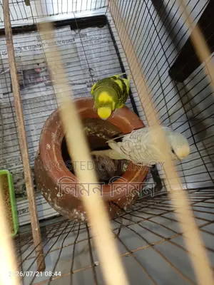বেবি+খাঁচাসহ মাস্টার পেয়ার বিক্রি হবে