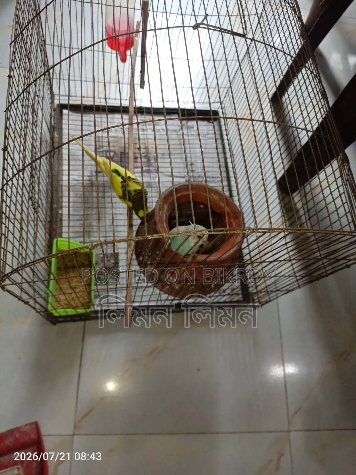 বেবি+খাঁচাসহ মাস্টার পেয়ার বিক্রি হবে