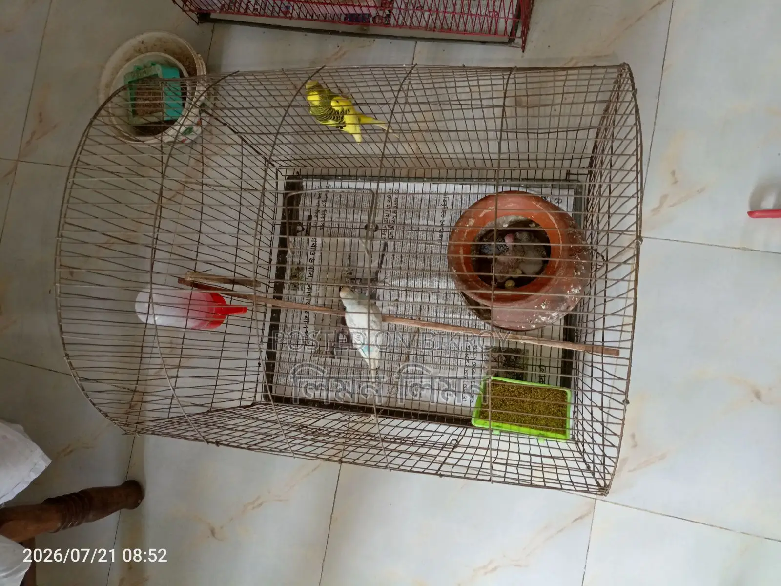 বেবি+খাঁচাসহ মাস্টার পেয়ার বিক্রি হবে