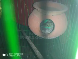 বাজুরিকা পাখির ফুল সেটআপ