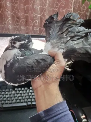 Lokkha Pigeon