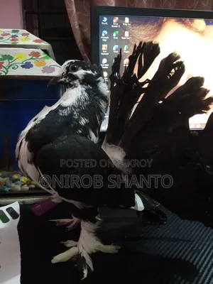 Lokkha Pigeon